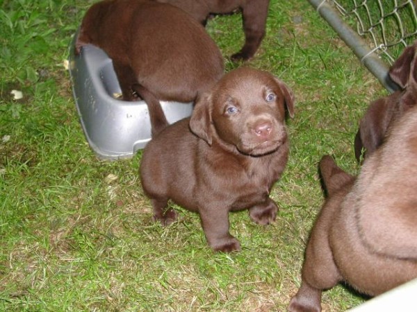 Chocolate Pups_1030.jpg